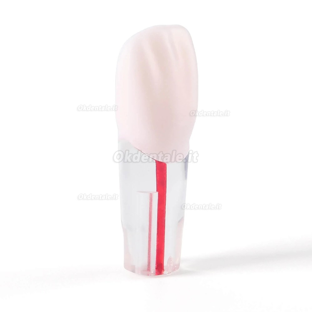 Typodont dentale 28 pezzi /set , modello di pratica canalare